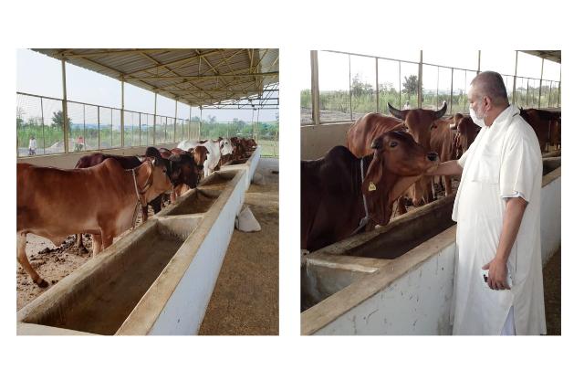 Pujya Brahmachari Girish Ji visited Maharishi Gaushala and Prashikshan Kendra and spent some time with Gir and Sahiwal cows.